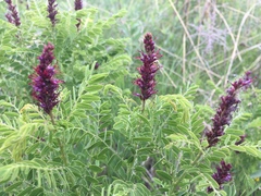 Amorpha nana