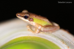 Chalcorana megalonesa