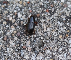 Harpalina
