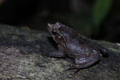 Rhinella dapsilis