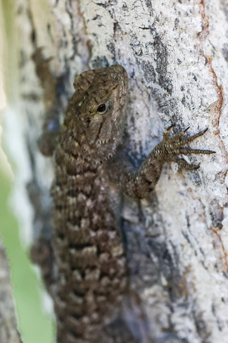 iNaturalist observation photo of Western Fence Lizard