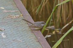 Rhipidura rufiventris