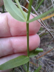 Sabatia dodecandra foliosa