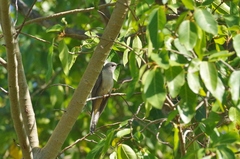 Cacomantis variolosus