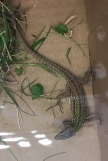 Italian Wall Lizard