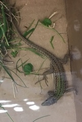 Italian Wall Lizard