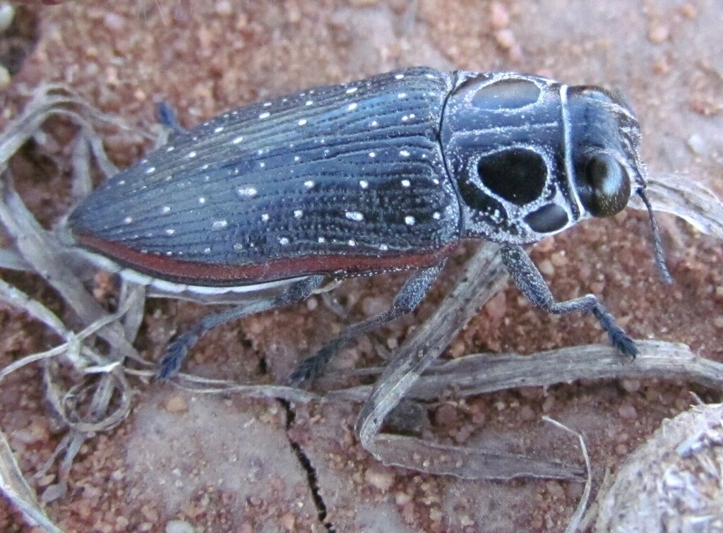 Lampetis confluens