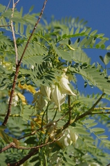 Sesbania formosa