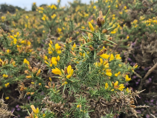 Image of Ulex gallii by (c) Charlotte Forrest-King, some rights reserved (CC BY)