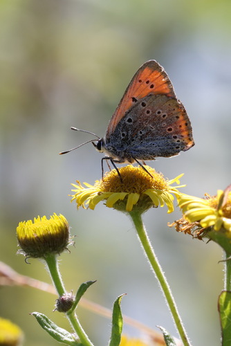Lycaena dispar