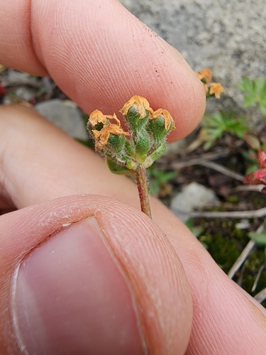 Image of Lehmann's Rockjasmine (Androsace lehmanniana) by (c) Étienne Léveillé-Bourret, some rights reserved (CC BY)