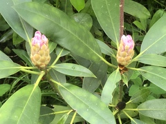Rhododendron catawbiense