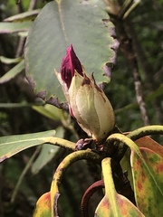 Rhododendron catawbiense