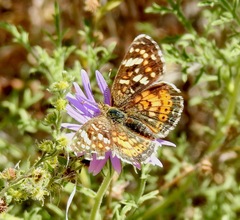 Phyciodes picta