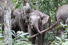 Elephas maximus borneensis