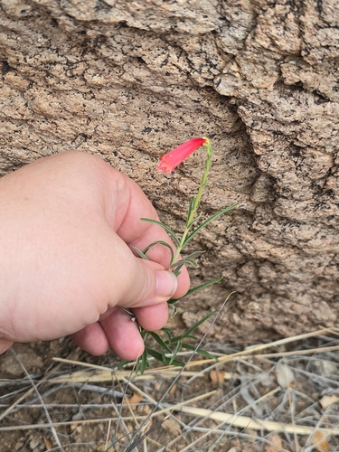 Lanceleaf Beardtongue (Penstemon lanceolatus)
