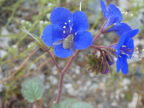 iNaturalist observation photo of Triploechus sackenii
