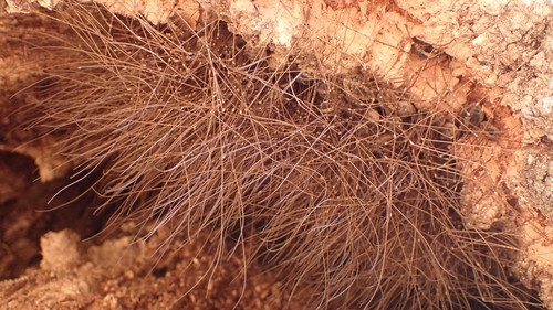 Cosmobunus granarius