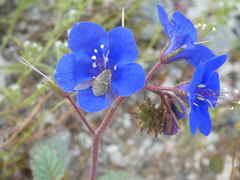 Triploechus sackenii