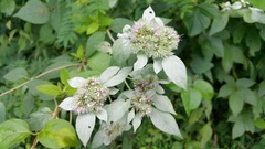 Pycnanthemum incanum