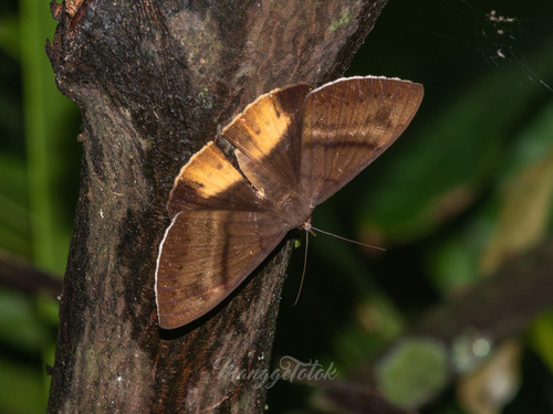 Lygniodes ochrifera