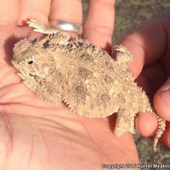 Phrynosoma goodei