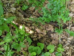 Festuca subverticillata