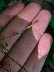 Festuca subverticillata