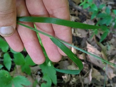 Festuca subverticillata