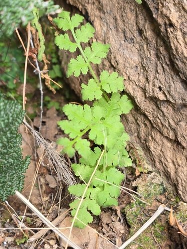 Image of Woodsia plummerae by no rights reserved
