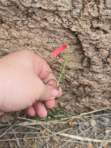 Image of Penstemon lanceolatus by no rights reserved