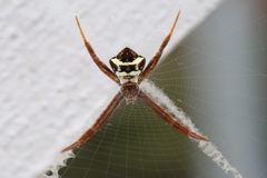 Argiope buehleri