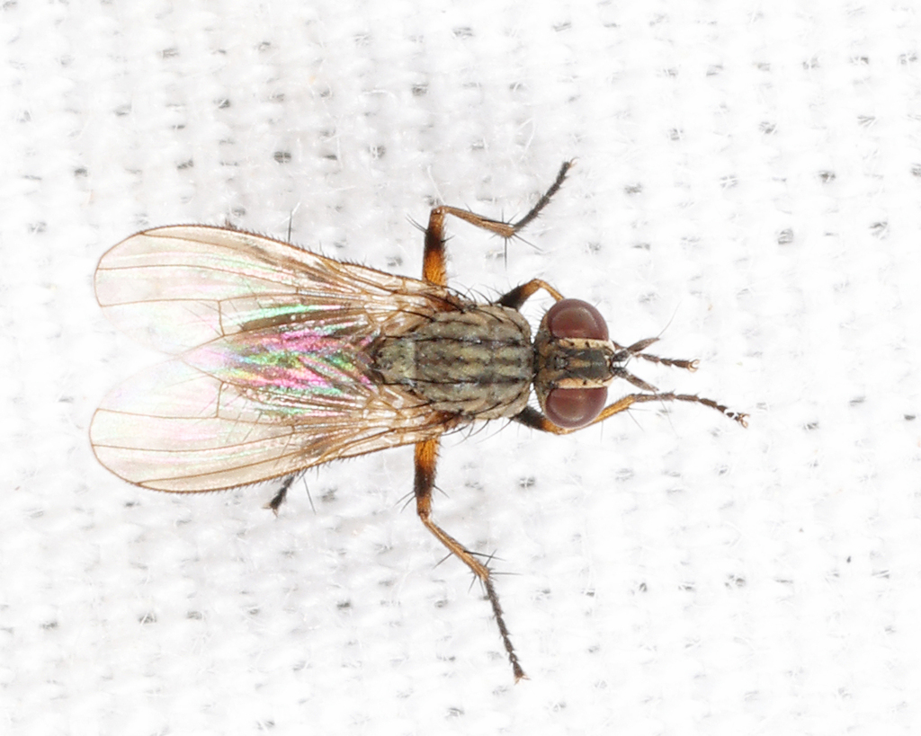 Coenosia lata