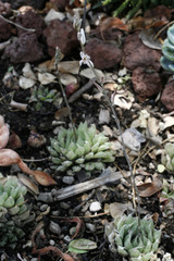 Haworthia retusa