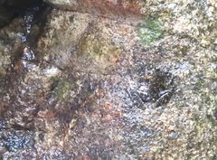 Amolops hongkongensis