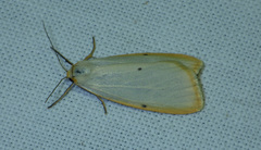 Cybosia mesomella
