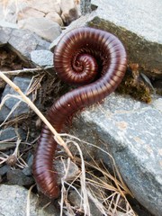 Orthoporus