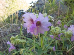 Mirabilis comata