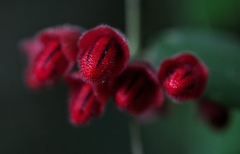 Aeschynanthus hians