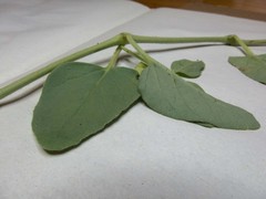 Mirabilis comata