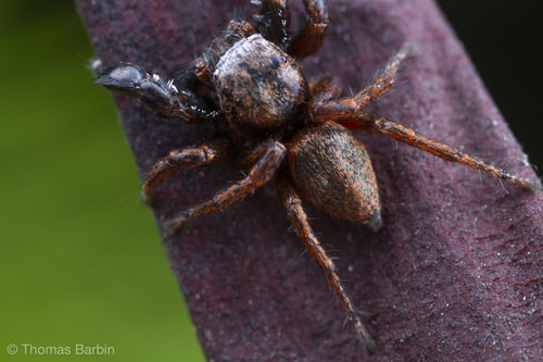 Oregon Paradise Spider