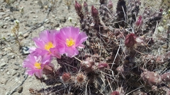 Micropuntia pulchella