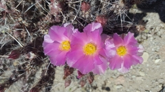 Micropuntia pulchella