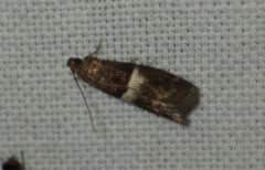 Elegia similella