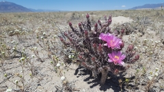 Micropuntia pulchella