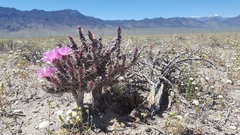 Micropuntia pulchella