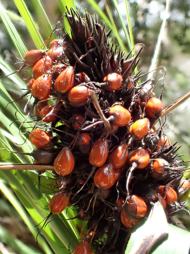 Gahnia aspera ssp. globosa