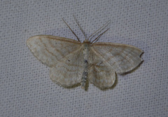 Idaea macilentaria