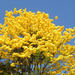 Golden Trumpet-Tree - Photo (c) Reinaldo Aguilar, some rights reserved (CC BY-NC-SA)