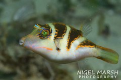 Canthigaster axiologus